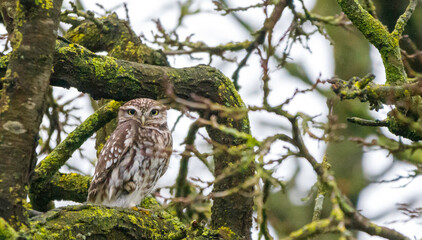 Sitting Stone-owl
