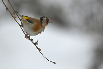 goldfinch on branch in winter