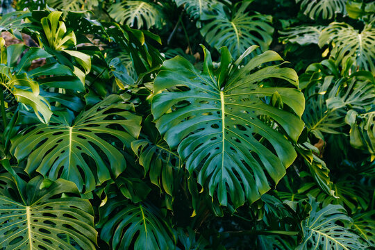Green leaves of Monstera philodendron plant growing in greenhouse, tropical forest plant