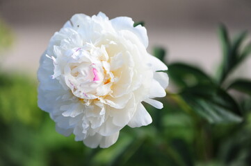 delicate white peony flower in the garden on a sunny day close-up 