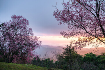 Naklejka na ściany i meble Sunrise over Wild Himalayan Cherry tree blooming in garden on springtime