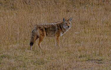 black backed jackal