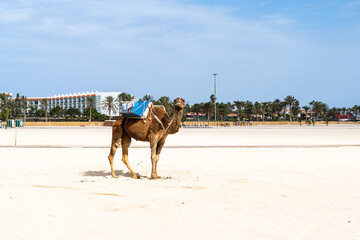 Camel on the El Castillo Beach