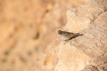 House Sparrow female is standing on the edge of a cliff in the desert.