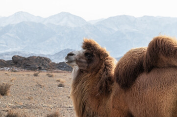 bactrian camel in the foothills of the tien-shan.close-up.