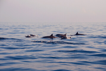 dolphin jumping out of water