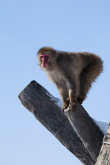 Monkey on a rock