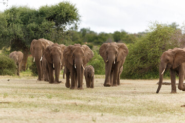 Elephant herd walking in Mashatu Game Reserve in the Tuli Block in Botswana