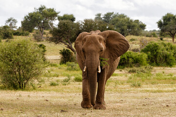 Fototapeta na wymiar Elephant walking in Mashatu Game Reserve in the Tuli Block in Botswana