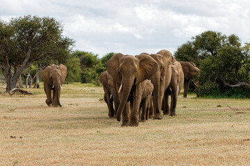 Fototapeta na wymiar Elephant herd walking in Mashatu Game Reserve in the Tuli Block in Botswana