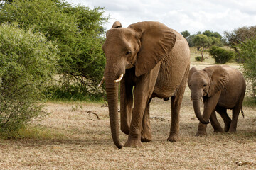 Obraz premium Elephant herd walking in Mashatu Game Reserve in the Tuli Block in Botswana