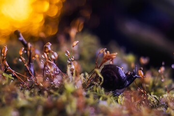 macro photography of a snail in the grass