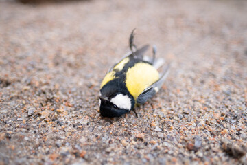Dead tit on the ground. Many birds died because of ecology and other factors