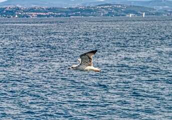 Fototapeta premium Seagull in flight