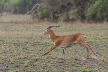 running antelope Waterbuck (Kobus ellipsiprymnus) in the african savannah namibia kruger park botswana masai mara