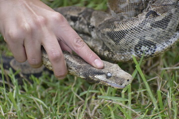 Boa constrictor, boa en su hábitat natural 