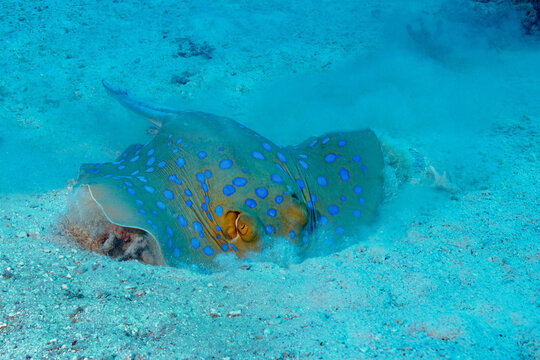 Blue spotted stingray on sandy bottom of blue sea