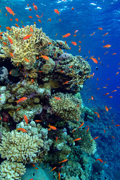 Tropical fish swimming in reefs in blue sea