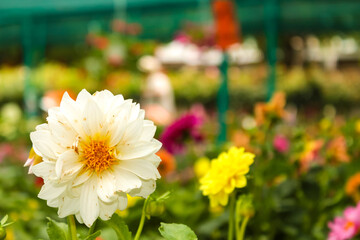 White chrysanthemum on the background of other multicolored flowers