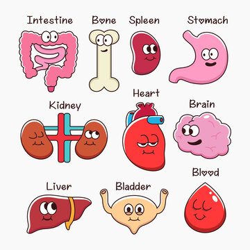 Illustration of cute organs cartoon. Symbol icon concept isolated premium vector