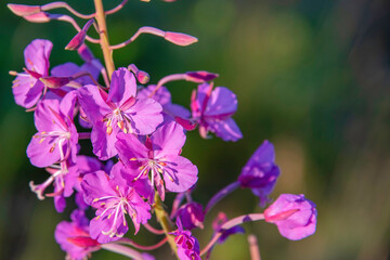 pink and purple flower