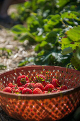 A basket of strawberries in a berry patch