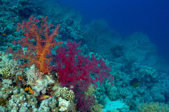 Dendronephthya coral deep in clear red sea