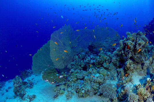 Bright fish swimming around soft corals