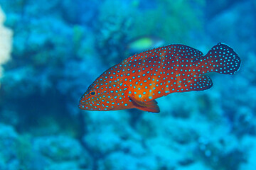 Coral grouper fish in sea