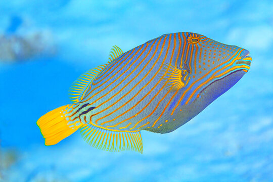 Orange lined triggerfish swimming in sea