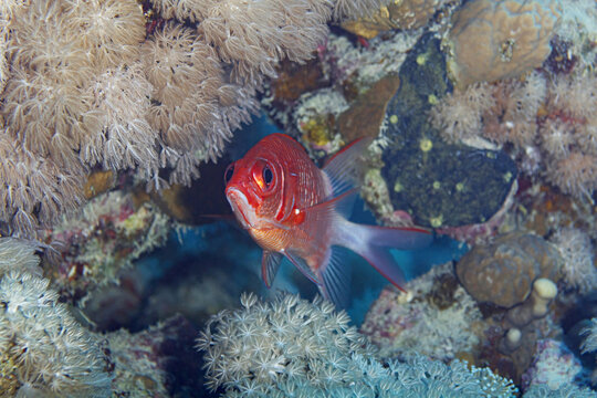 Blotcheye soldierfish swimming near corals