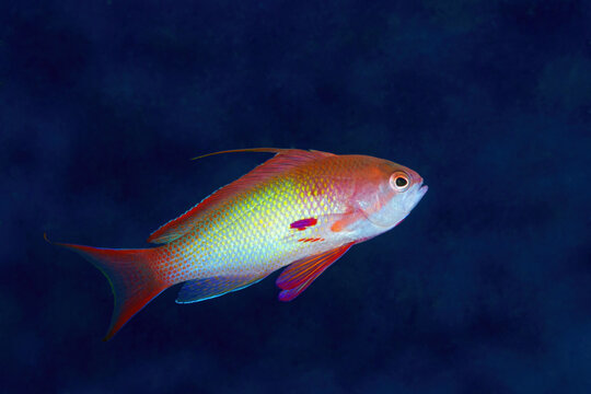 Sea goldie fish in sea