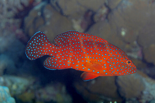 Coral grouper fish in sea