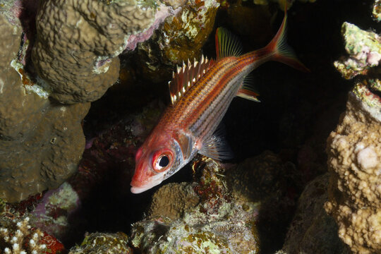 Holocentridae fish swimming near corals