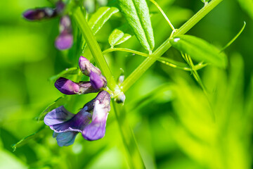 Obraz premium butterfly on a flower