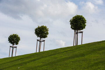 row of three manicured Tilia trees in line on a green grass lawn hill of the Garden of Venus with a blue sky and white grey clouds background. Marly Palace valley. Peterhof, Saint Petersburg, Russia