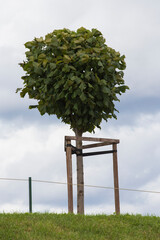 manicured Tilia tree on a green grass lawn hill of the Garden of Venus with a blue sky and white grey clouds background. Marly Palace valley. Peterhof, Saint Petersburg, Russia. Vertical shot