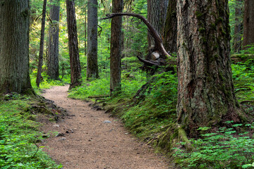Silver Falls Loop Trail