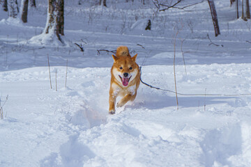 The Shiba Inu Japanese dog plays in the snow in winter.