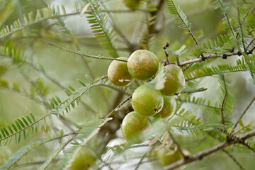 closeup the bunch ripe green gooseberry holding with branch and leaves over out of focus green brown background.
