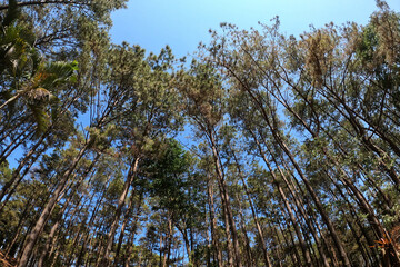 Look overhead tree up sky at national park area