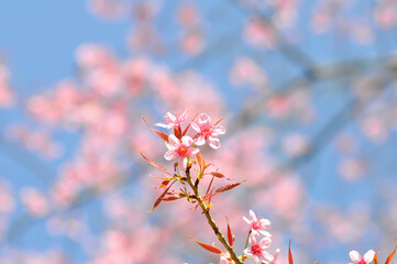 wild himalayan cherry or prunus cerasoides, sakura or Wild Himalayan Cherry
