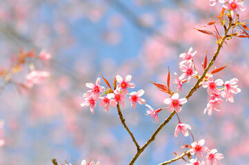 wild himalayan cherry or prunus cerasoides, sakura or Wild Himalayan Cherry