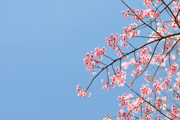 wild himalayan cherry or prunus cerasoides, sakura or Wild Himalayan Cherry