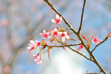 wild himalayan cherry or prunus cerasoides, sakura or Wild Himalayan Cherry