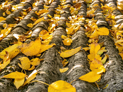 The slate roof of the house in the fallen autumn yellow leaves of the tree. Slate roof. Private house. Autumn season. Yellow leaf of a tree. background image.