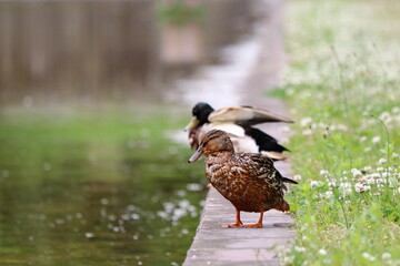 マガモのつがい