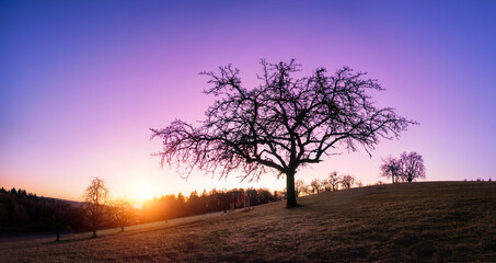 Silhouette of a lone bare tree on a hill at sunset with beautiful purple sky