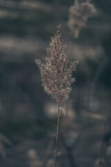 wheat reeds in an autumn landscape near a pond in a cold, grey atmosphere.