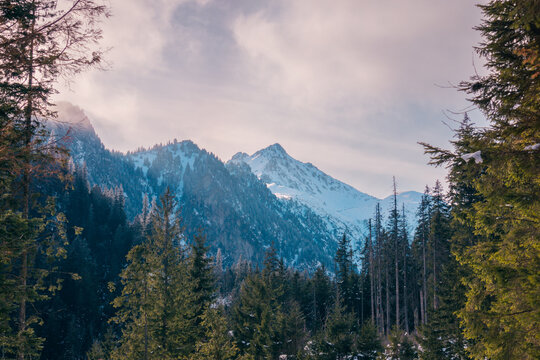 Forest near snowy mountains in Poland